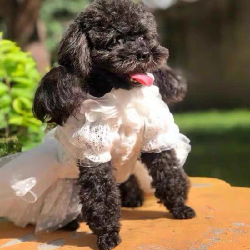 Adorable Lace Princess Pet Dress